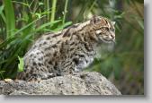 fishing cat * 720 x 480 * (123KB)